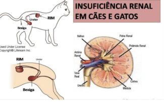 Doença renal em cães e gatos