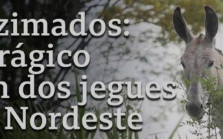 A extinção dos Jumentos no Brasil